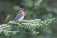 cedar waxwing