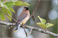 cedar waxwing