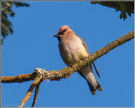 cedar waxwing