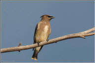 cedar waxwing