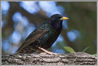 European starling