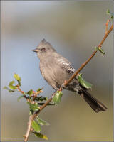 phainopepla