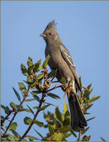 phainopepla