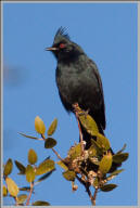 Phainopepla