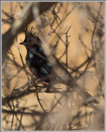 Phainopepla