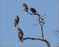 european starling