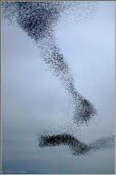 european starling murmuration