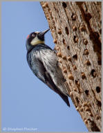 Acorn Woodpecker