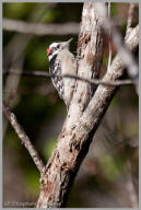 Downy Woodpecker