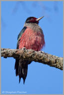 Lewis's Woodpecker