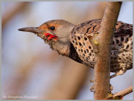 Northern Flicker