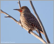 Northern Flicker