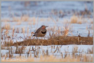 Northern Flicker