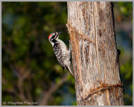 Nuttall's Woodpecker