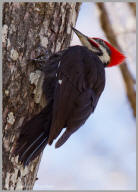 Pileated Woodpecker