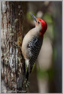 Red-bellied Woodpecker