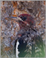 Red-breasted Sapsucker