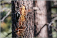 hairy woodpecker