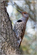 Northern flicker