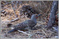 Northern flicker