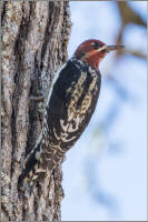 red-breasted sapsucker