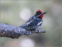 red-naped sapsucker