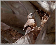 Carolina Wren