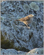 Rock Wren