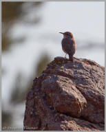 Rock Wren