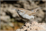 bewick's wren