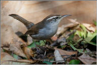 bewick's wren