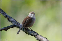 bewicks wren