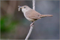 house wren with insect
