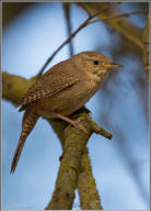 House wren