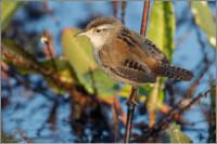 marsh wren