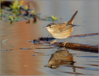 marsh wren