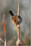 Marsh wren