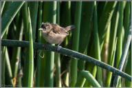 marsh wren fledgling