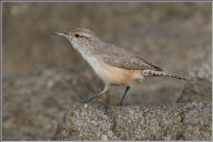 Rock wren