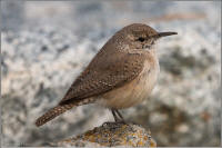 rock wren