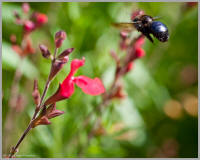 Carpenter bee