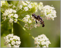 Native bee mating