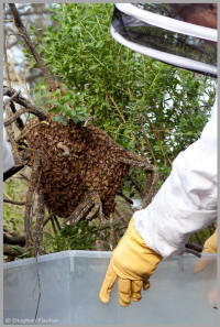 Bee swarm clumping on a branch