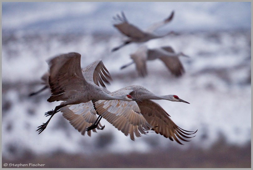 Winter flight