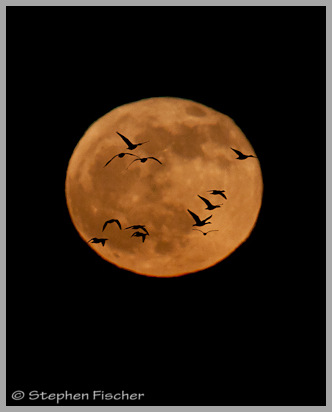 Snow geese moon