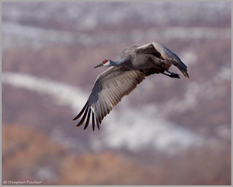 Crane and the mountains