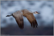 Crane at dusk