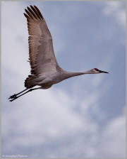Wingspan