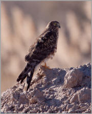 Northern Harrier