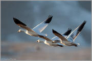 Snow geese